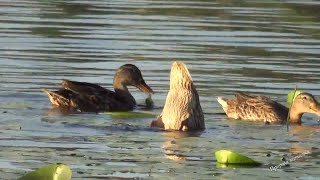 Дикие утки на воде в природных условиях 3 Wild ducks on the water in natural conditions 3