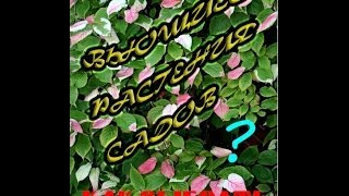 Вьющиеся растения садов. КАК выбрать лучшее?