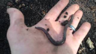 Worm Poop is good as Gold