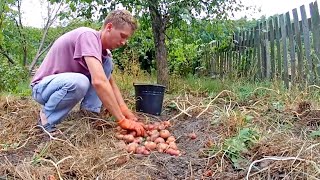 Картошка под сеном. Миф или Панацея? Сад Огород 2014