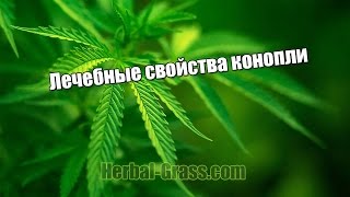 Лечение семенами травой конопли