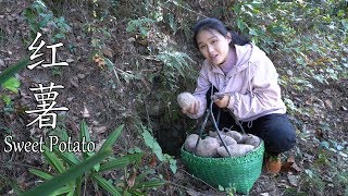 山洞里藏了3个月的红薯，大冷天挖一篮煮一大锅，太香太甜了
