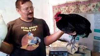 Наши куры, Джерсийский гигант и его помесь.