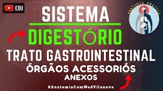 Sistema Digestório | Digestivo: Órgãos Anexos | Órgãos Acessórios - Anatomia Prática - VideoAula