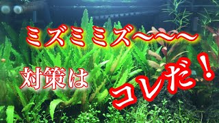 【アクアリウム】エビ水槽 ミズミミズ駆除 #tank #aquarium #アクアリウム #shrimp