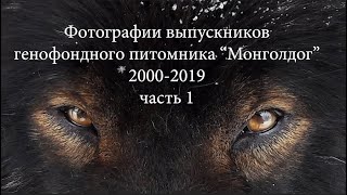 Выпускники питомника Монголдог Галины Яворской часть 1