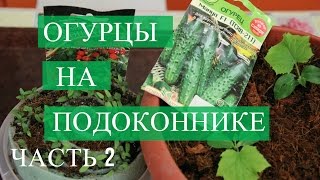 Огурцы на подоконнике. Часть 2.  (03.01.2017)