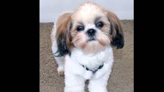 Мальтийская   Ши-Тцу/Maltese Shih Tzu (порода собак HD slide show)!