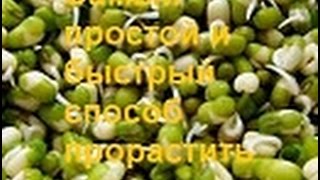 Самый простой и быстрый способ прорастить  маш