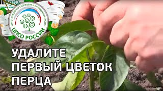 ?️ Как формировать перец. Прищипываем первый цветок, удаляем боковые побеги.