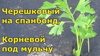 Высаживаю черешковый сельдерей на черный спанбонд, а корневой сельдерей мульчирую