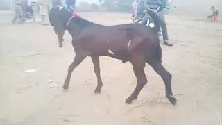 Nagra Bakra For Sale In Pakistan On Youtub Contact With Bahawal Sher 03144947640 - Sabir Ali TV