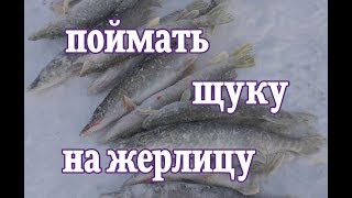 Поймать щук на жерлицы