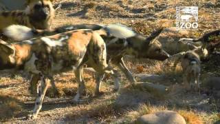 Painted Dog Pups make Surprise Outside Appearance - Cincinnati Zoo