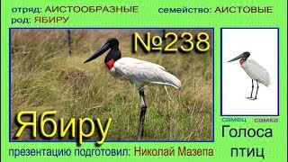 Ябиру. Аист. Голоса птиц