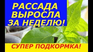 С ТАКОЙ ПОДКОРМКОЙ РАССАДА РАСТЕТ В РАЗЫ БЫСТРЕЕ И НЕ БОЛЕЕТ !