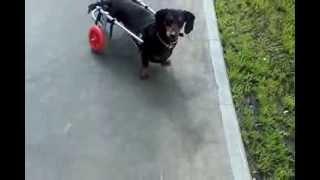 Такса Марта в инвалидной коляске Animal Mobile
