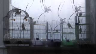 Пение диких птиц: Чиж, Щегол, Зеленушка, Реполов, Чечетка:)