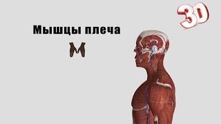 Мышцы плеча - детальный обзор 3д