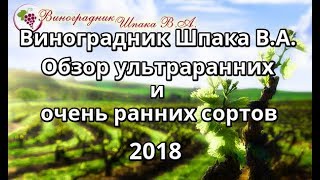 Обзор ультраранних и ранних сортов и гибридных форм винограда Шпака В.А. в 2018 году