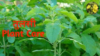 जानिये तुलसी के पौधे को गमले में कैस लगायें || और उस की देखभाल कैसे करे || Care For Tulsi Plant.