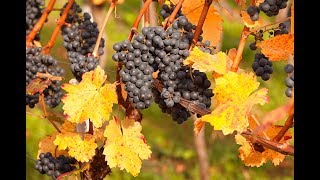 Укоренение черенков винограда летом и осенью 2018. Эксперимент. Виноград центр / the grapes center