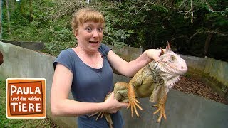 Warum nickt der Leguan? (Doku) | Reportage für Kinder | Paula und die wilden Tiere