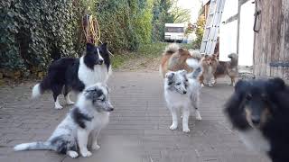 VDH Shelties vom Ponyhügel: Welpen vom Q Wurf in Woche 17! Cutest puppies week 17!