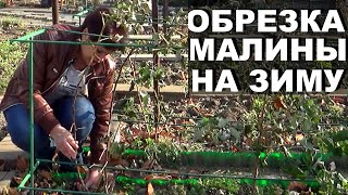 Когда как  обрезать ремонтантную малину на зиму правильно