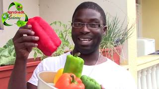 Are These Sweet Peppers Real? || Sweet Pepper Tasting || Agrosuede ✔