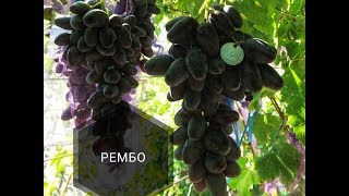 РЕМБО