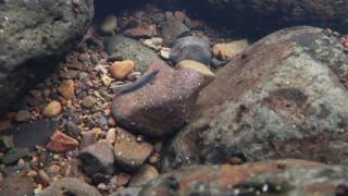 Stiphodon caeruleus 1 (Micronesia Pohnpei Island) July 2016
