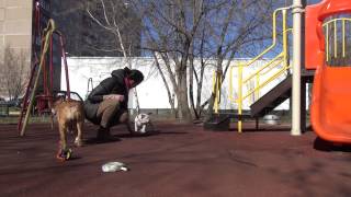 Культурный Шок №5 как приучить щенка английского бульдога к улице. PR  BulldogFILL