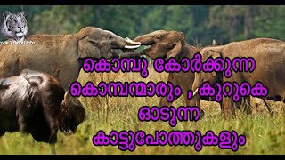 BRT & Bandipur with Nature and Wildlife | ക്യാമറയുമായി ആനക്കൂട്ടത്തിന്റെ ഇടയിലൂടെ