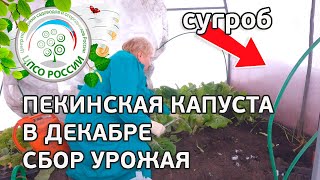 ? Выращивание пекинской капусты в теплице осенью. Собираем урожай пекинской капусты.