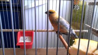 Мой Щур Редкая Птичка birds птицы лесные Pine Grosbeak