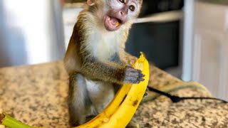 Baby Monkey & Mushy Banana!