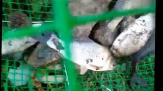 Морда-верша из пластиковой сетки для ловли рыбы своими руками