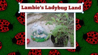 #284: Lambie's Ladybug Land - LambCam