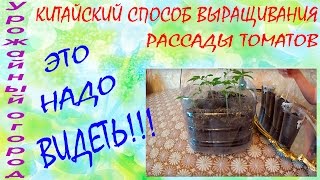 КИТАЙСКИЙ СПОСОБ ВЫРАЩИВАНИЯ  РАССАДЫ ТОМАТОВ!!!ЭТО НАДО ВИДЕТЬ!!!