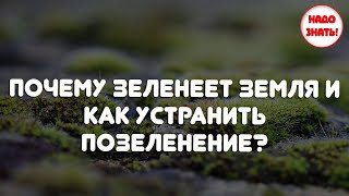 Почему зеленеет земля и как устранить позеленение?