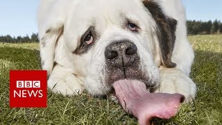 The dog with the world's longest tongue - BBC News