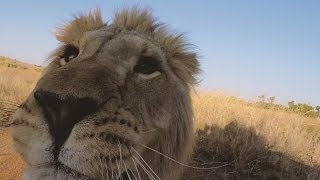 George & Yame's Journey From SPAIN! | The Lion Whisperer