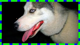 Хищник, Ночной ХАСКИ
