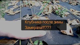 Клубника после зимы