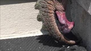 Tortue serpentine et son engin sexuel / Sexual organ of a snapping turtle
