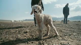 Naadam - Affordable. Sustainable. Adorable.