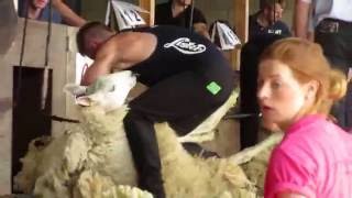 Royal Highland Show 2016 National Sheep Shearing Final - WATCH IN HD