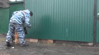В Омской области полицейский-кинолог по горячим следам задержал подозреваемого в краже