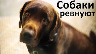 Ревнивые Собаки  - Прерывая Поцелуи.  Сборник!